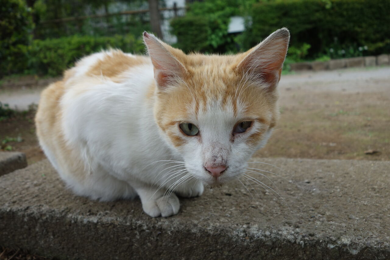 やたらデカい野良猫 20250807 : ねこかます