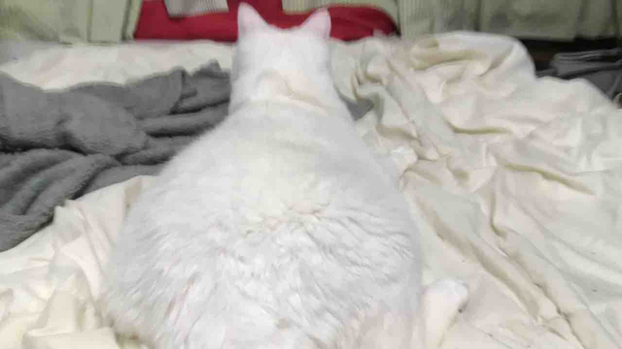 猫を叱る ねこかます
