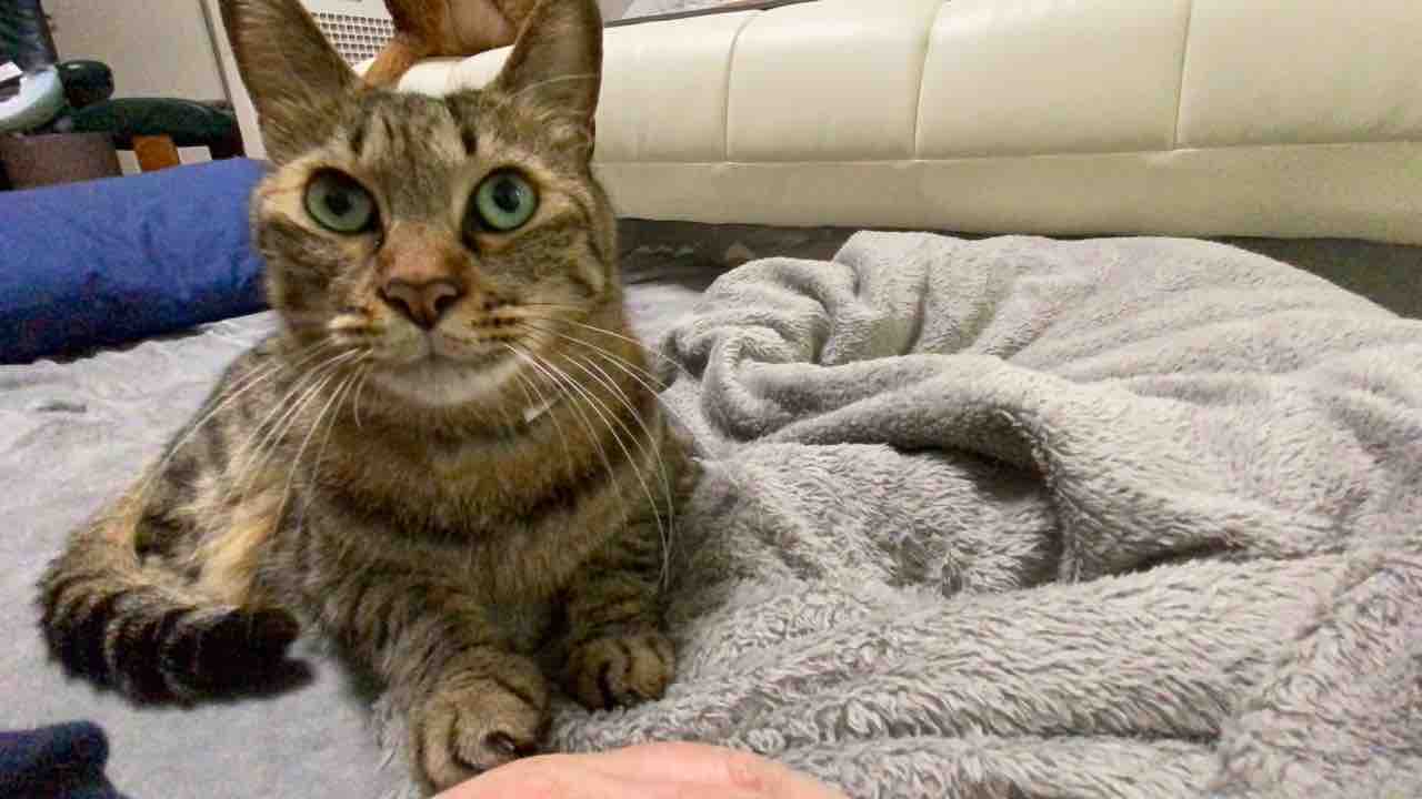 鳴くようになった猫 ねこかます 鳴くようになった猫 ねこかます