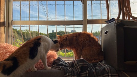 写真 2022-05-02 5 57 52