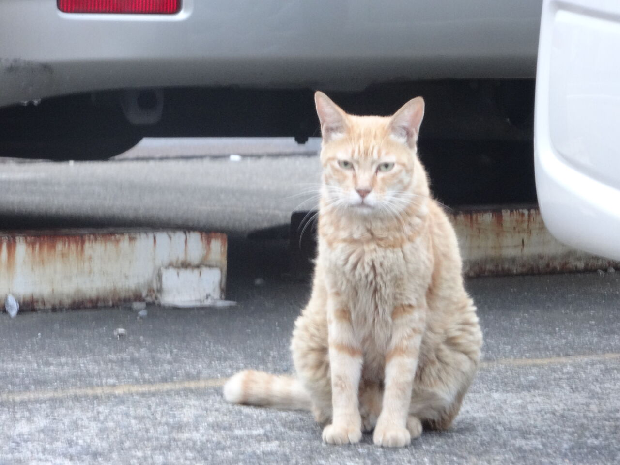 茶トラ猫感謝の日 ねこかます 茶トラ猫感謝の日 ねこかます