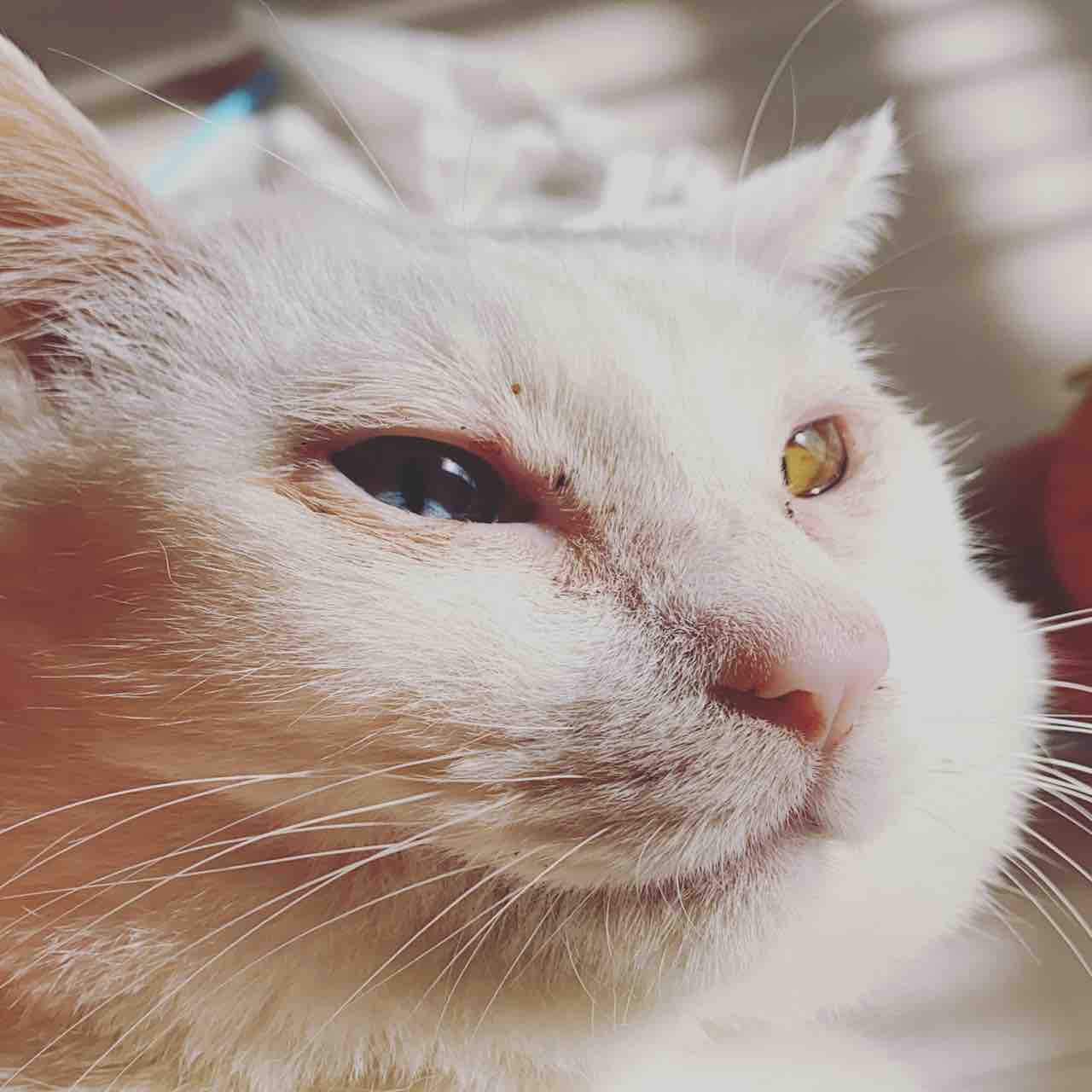 オッドアイのイケメン猫 08 ねこかます オッドアイのイケメン猫 08 ねこかます