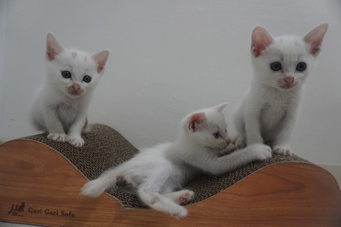 白猫を待つ 20260922 : ねこかます
