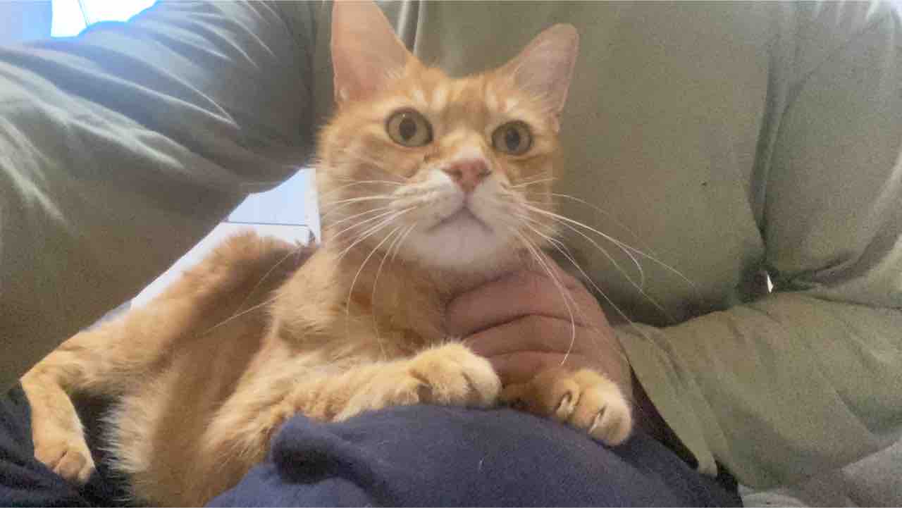 猫の不思議触感 ねこかます 猫の不思議触感 ねこかます