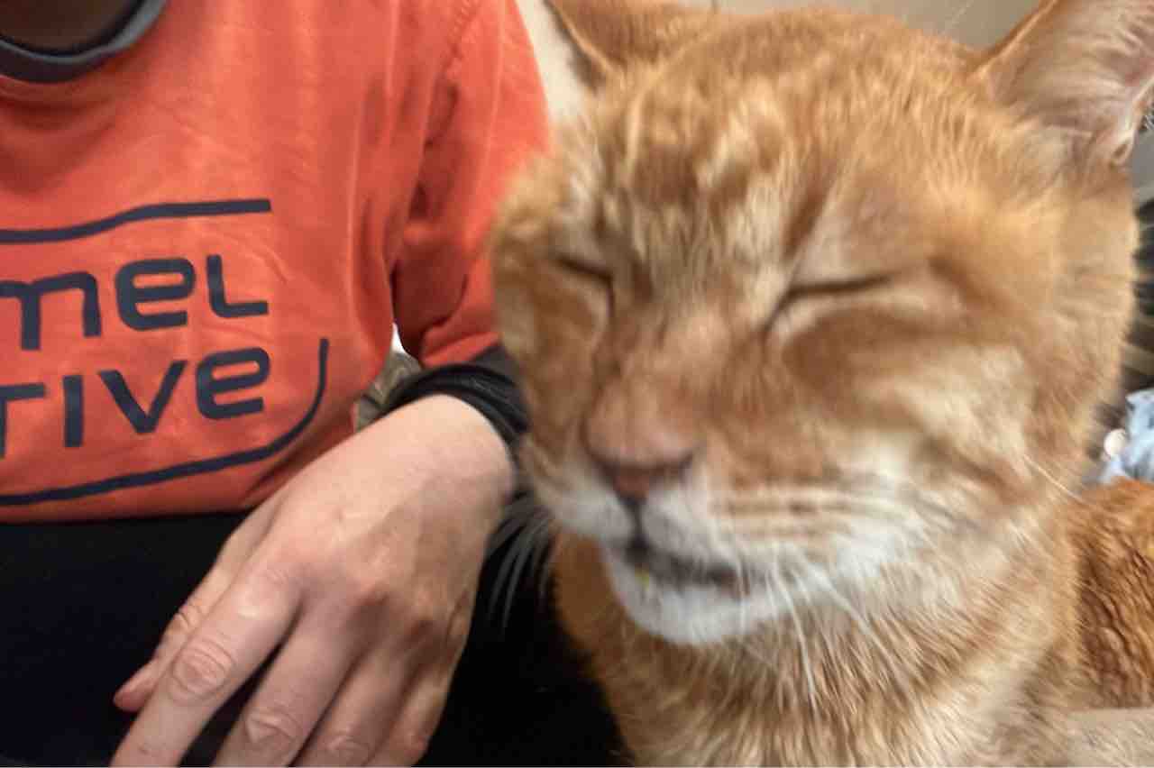 茶トラ猫感謝の日 2902 ねこかます