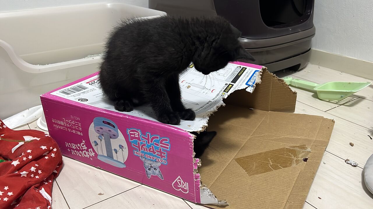 さよならミニキャットランド 20260605 : ねこかます