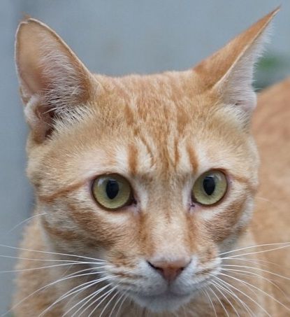 猫の相 茶トラ編 ねこかます 猫の相 茶トラ編 ねこかます