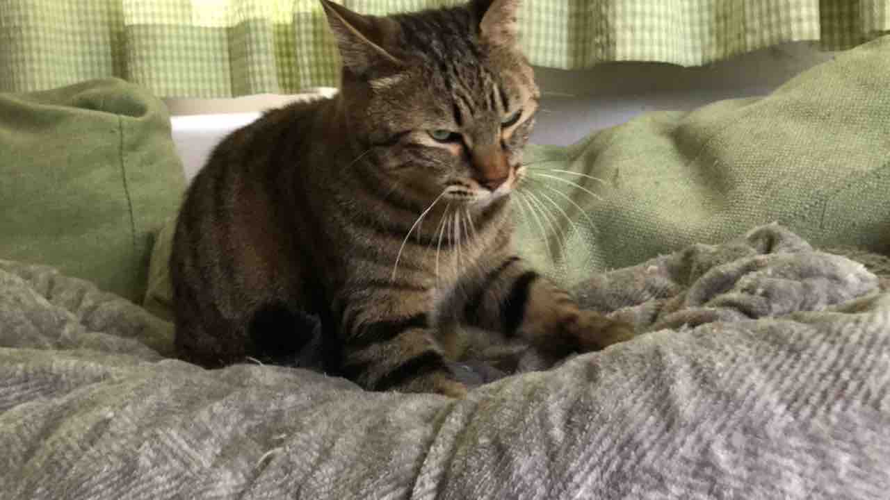 おっさん猫はいいぞ ねこかます