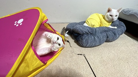 写真 2022-05-30 22 27 09