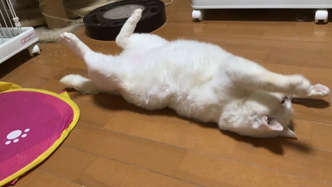 写真 2019-06-08 23 23 24