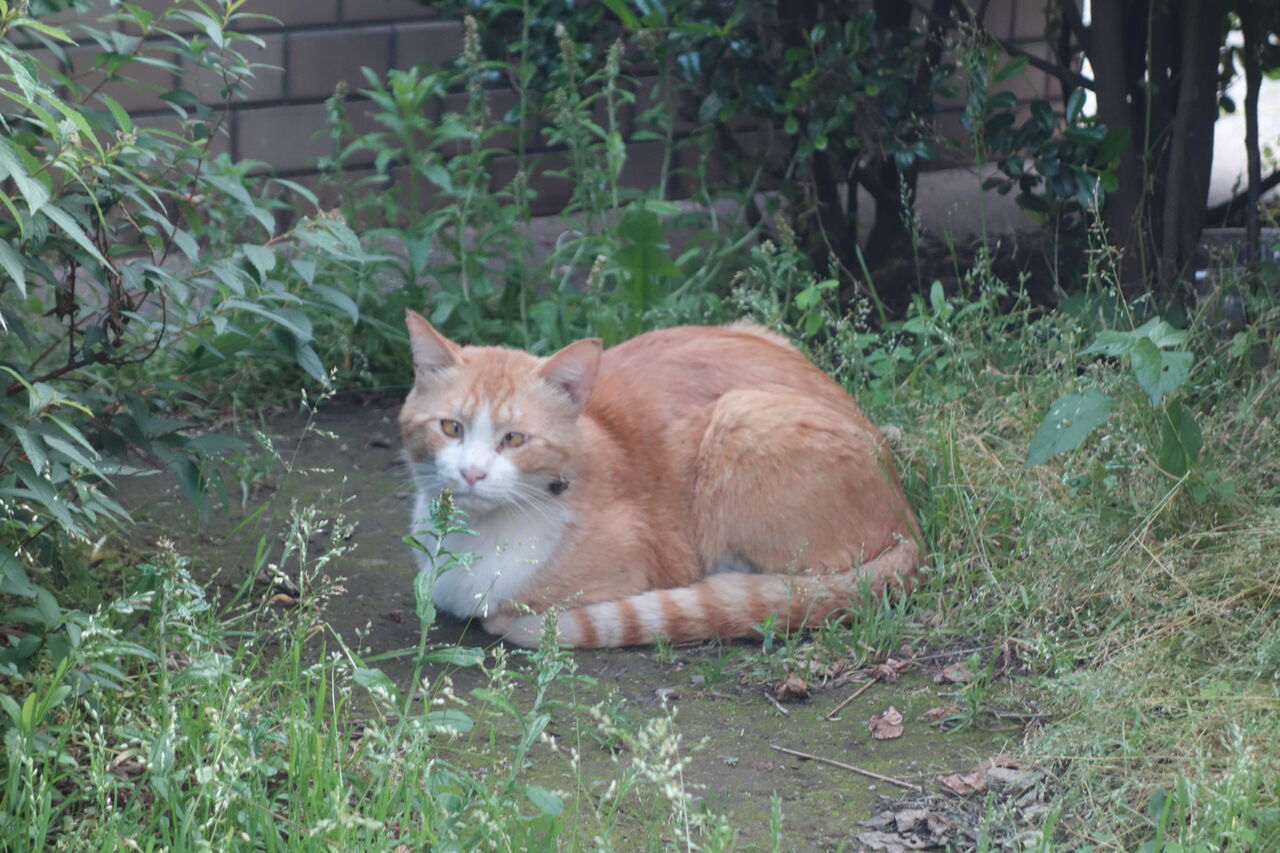 やたらデカい野良猫 20250807 : ねこかます