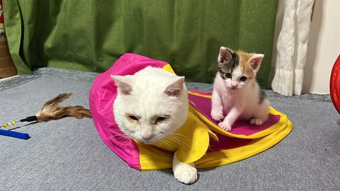 写真 2021-11-22 3 19 40 (13)