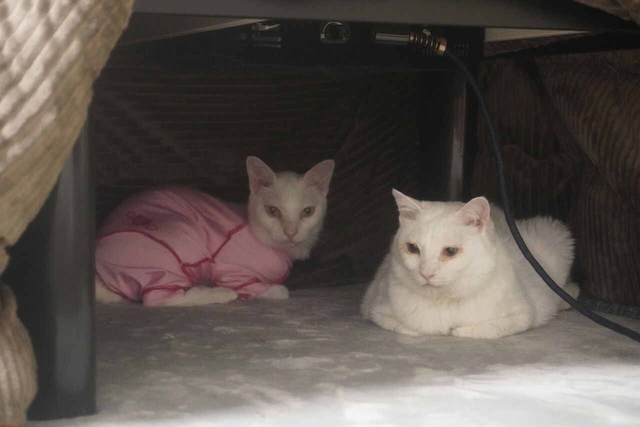 気がつけば茶白猫だらけ 20230225 : ねこかます