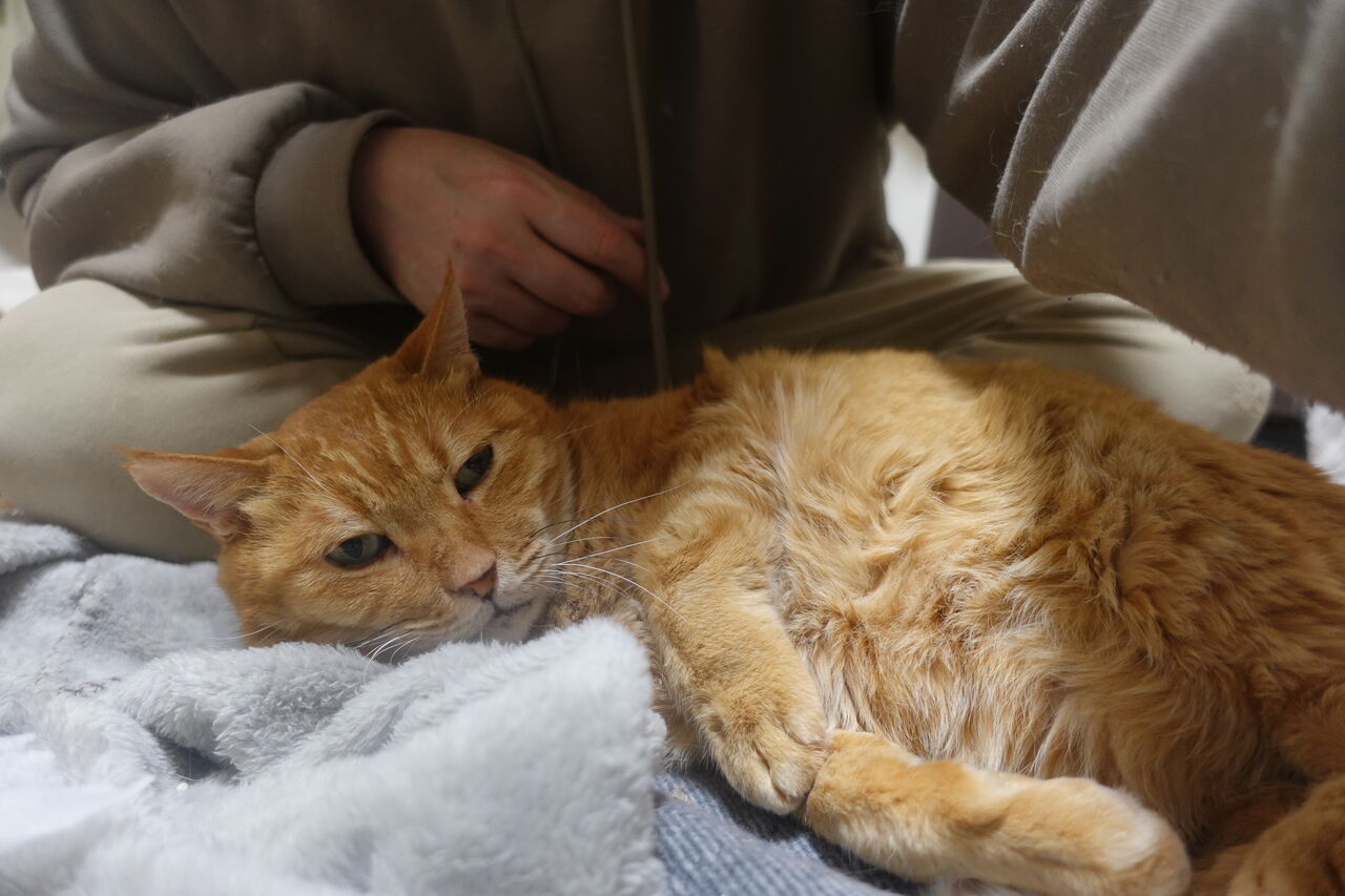 ご隠居猫の生き方 2303 ねこかます