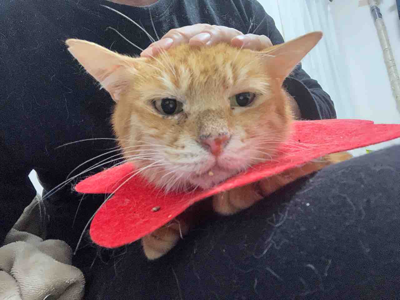 ボス猫 事件を起こす 2213 ねこかます