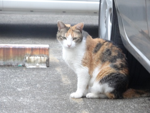 DSC00556