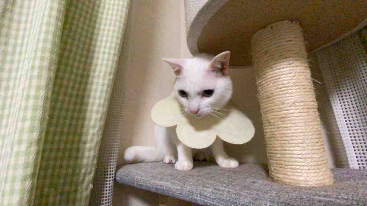 人間に似た猫 ねこかます 人間に似た猫 ねこかます