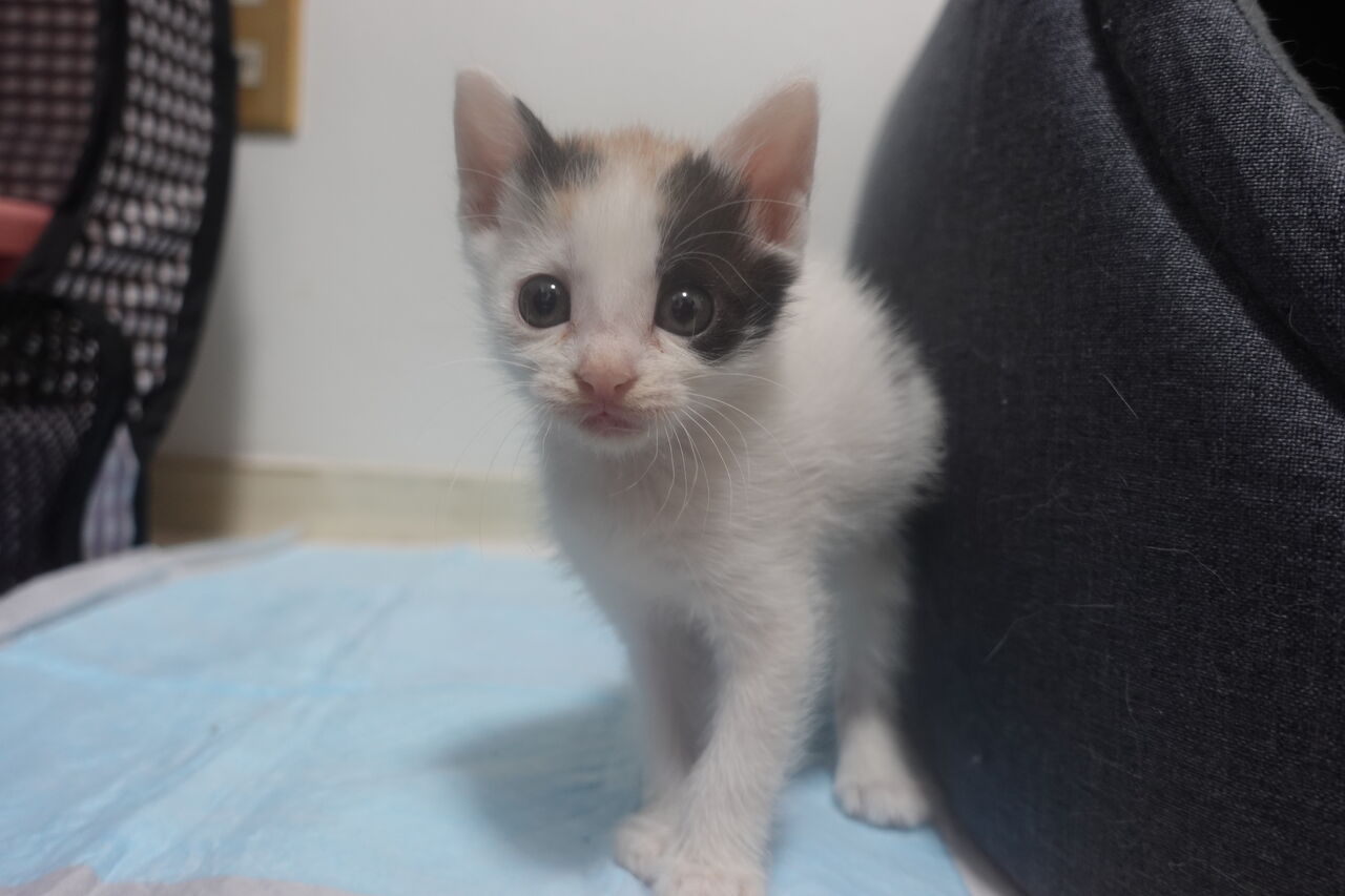保護子猫姉妹gシスターズ メンバー紹介 ねこかます