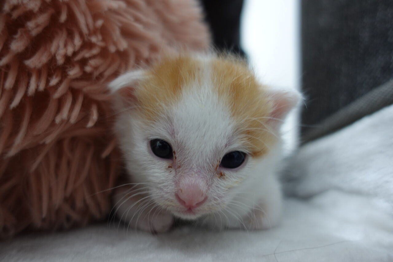 推定生後3週の子猫 長男としての自覚 ねこかます