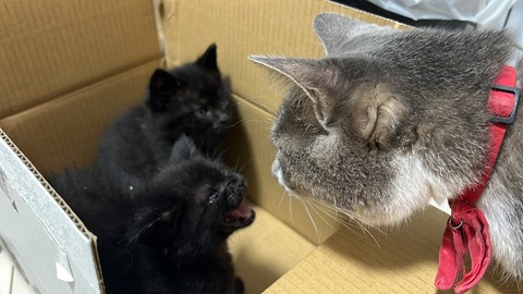 写真 2023-11-01 2 37 25