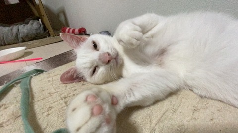 写真 2020-06-04 23 24 18