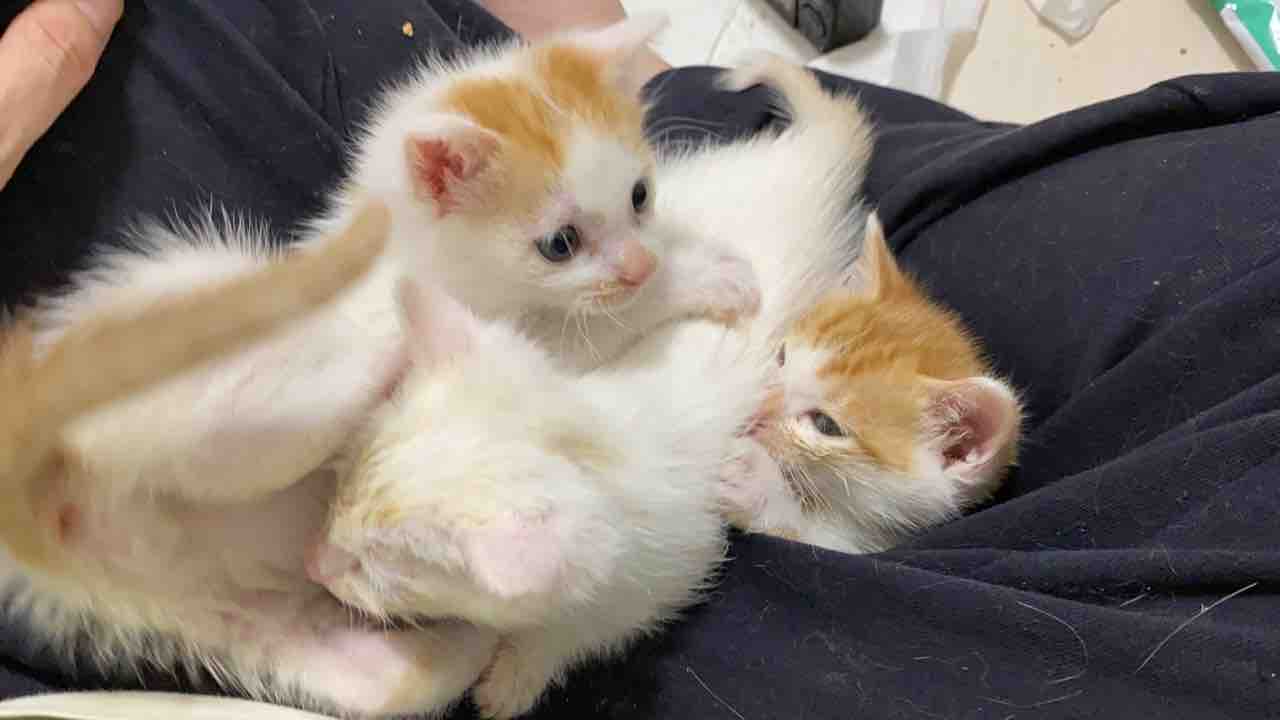 茶白猫に縁がある 2603 ねこかます