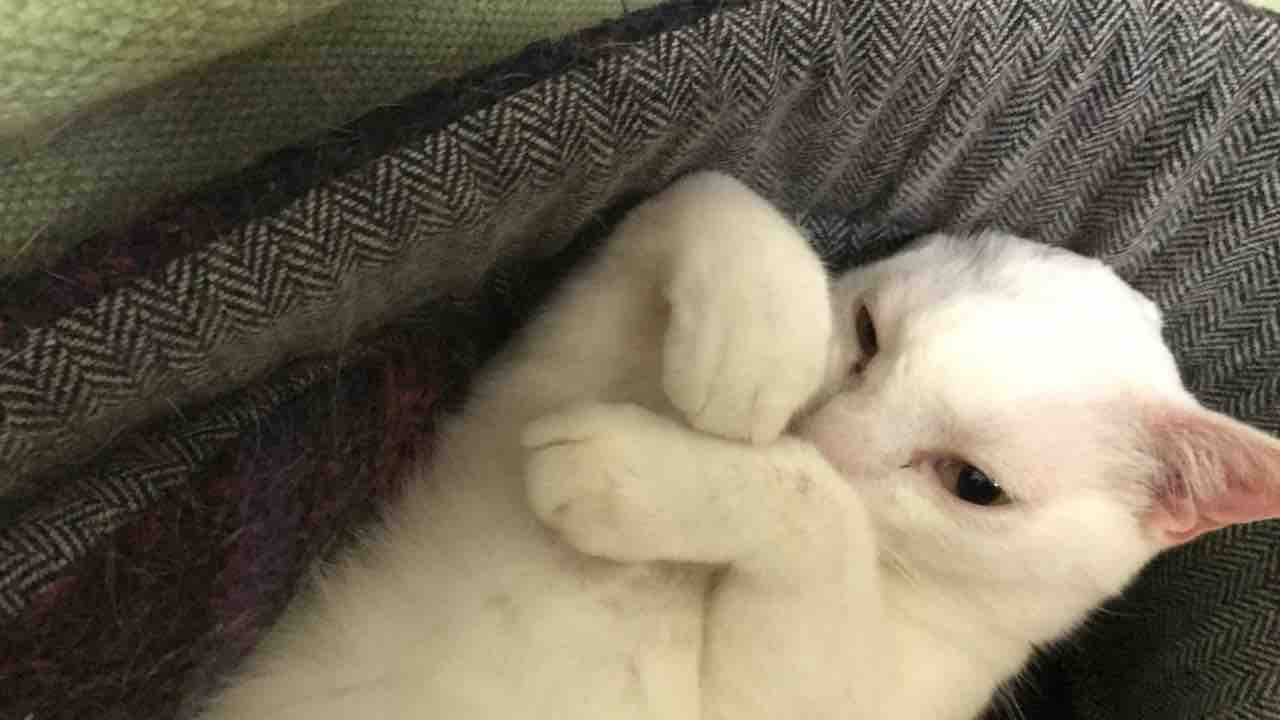 顔を埋めると落ち着く猫 ねこかます