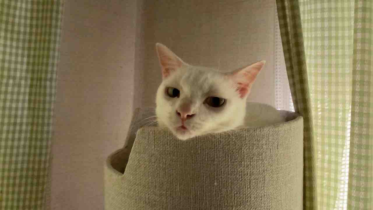 悪い顔の猫 0716 ねこかます