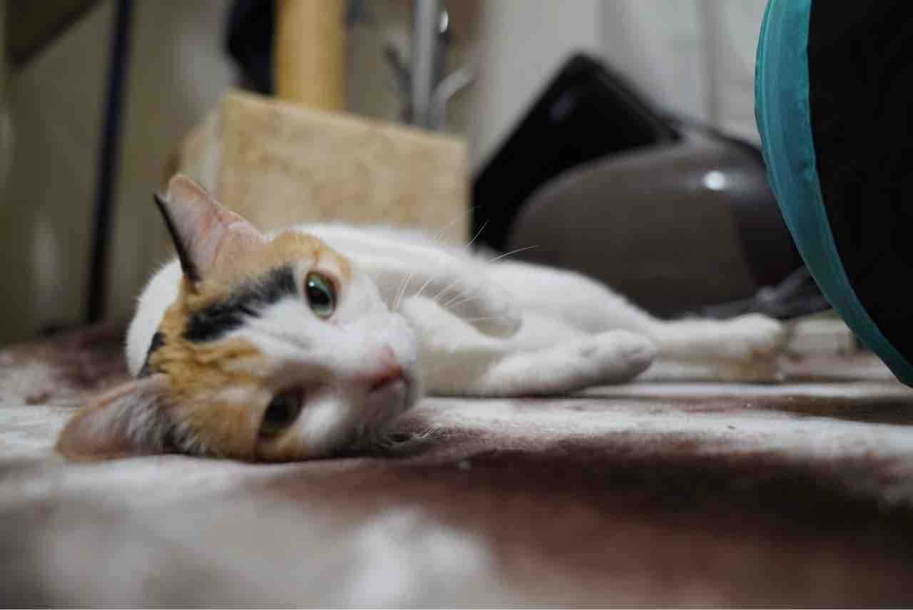 オス三毛と次男坊猫 0105 ねこかます オス三毛と次男坊猫 0105 ねこかます