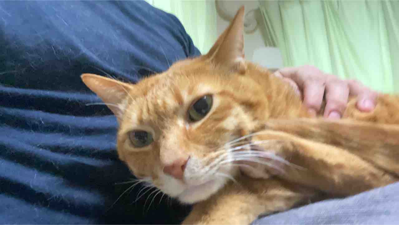 冬の甘え方 0217 ねこかます