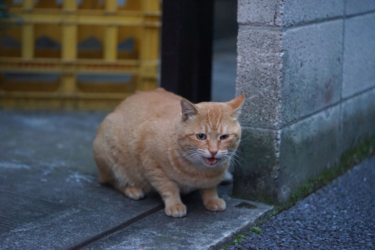 ボス猫の生命を繋いだ猫たち 2528 ねこかます
