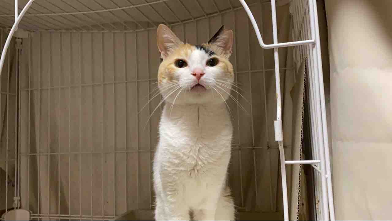 オス三毛王子様猫、謎甘え 20210913 : ねこかます