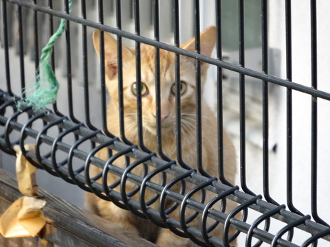 DSC00521