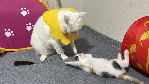 写真 2021-11-20 1 13 07 (2)