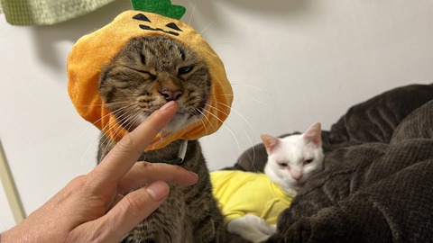 写真 2022-10-31 21 12 49