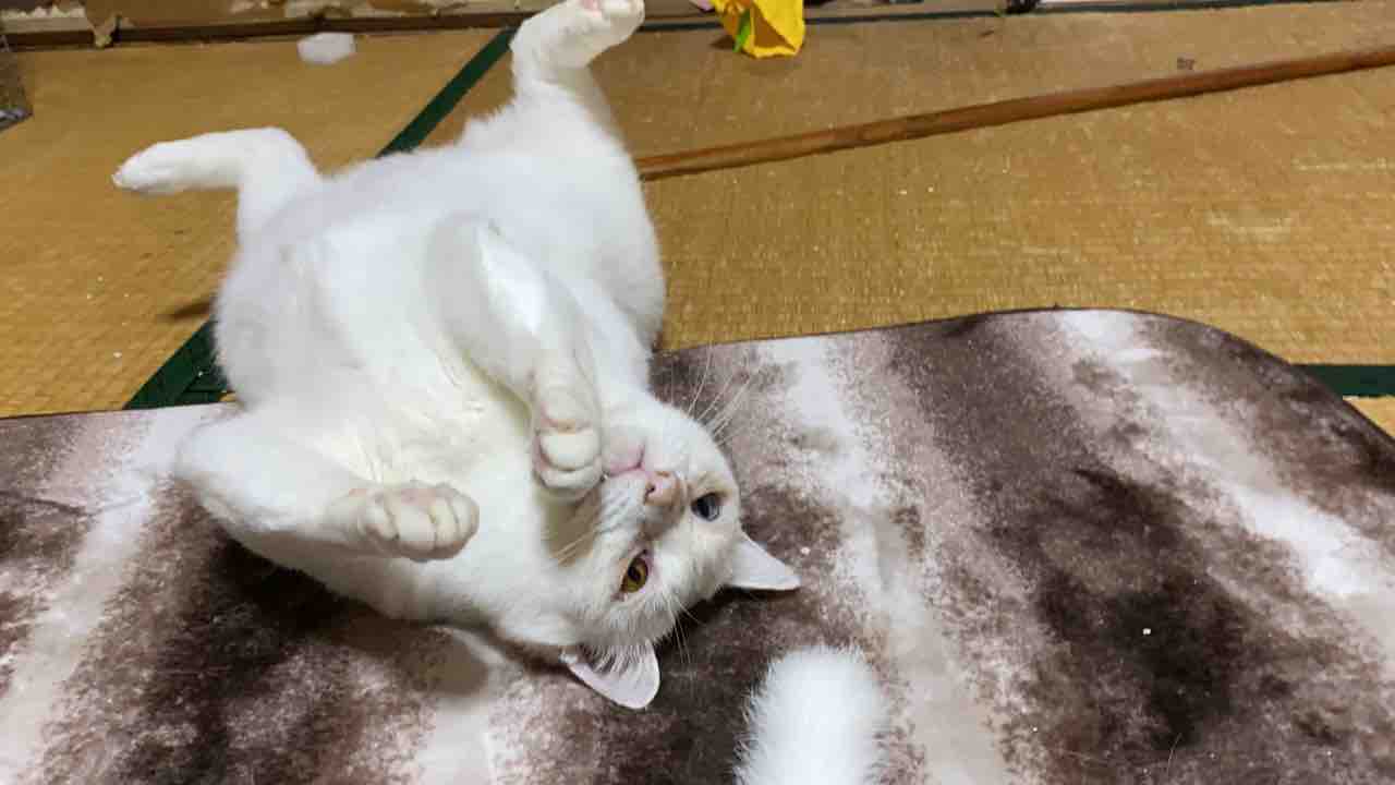 仰向けの猫たち ねこかます