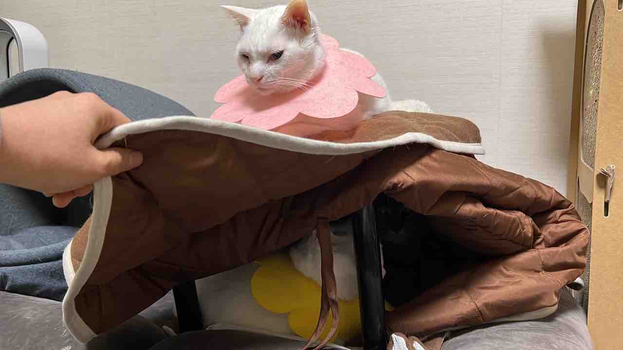 猫型珍獣 専用こたつをゲットする 2110 ねこかます