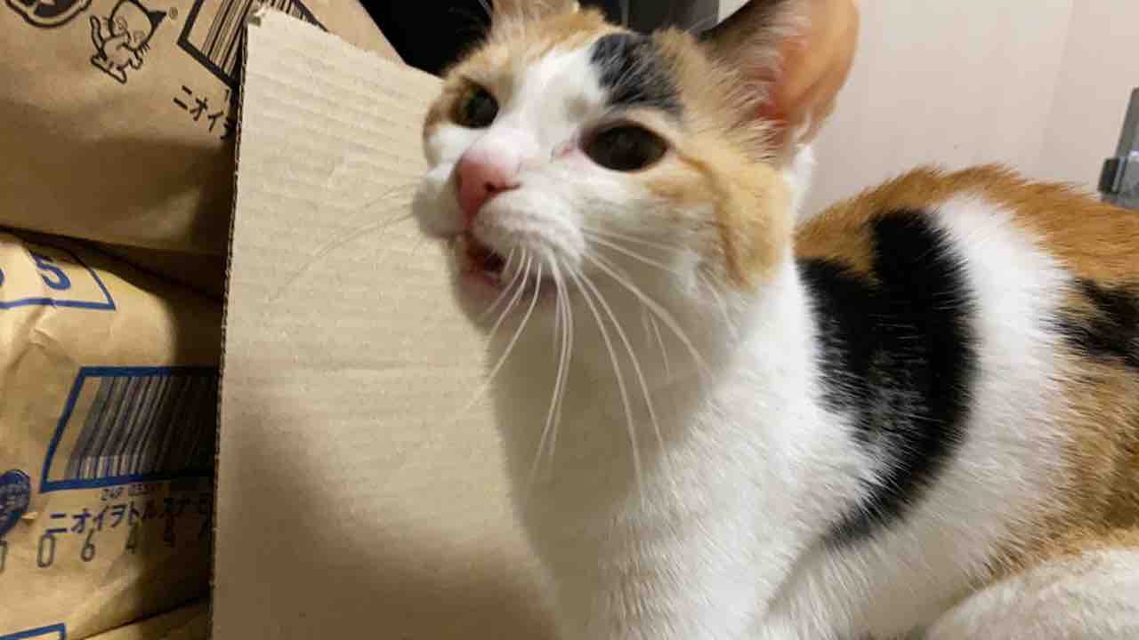 フレーメン反応の芸術点 26 ねこかます