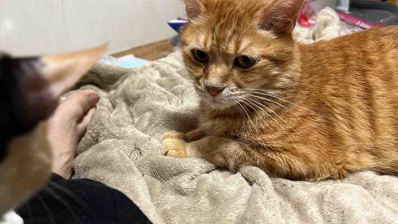 お盆休み前の通院 2812 ねこかます