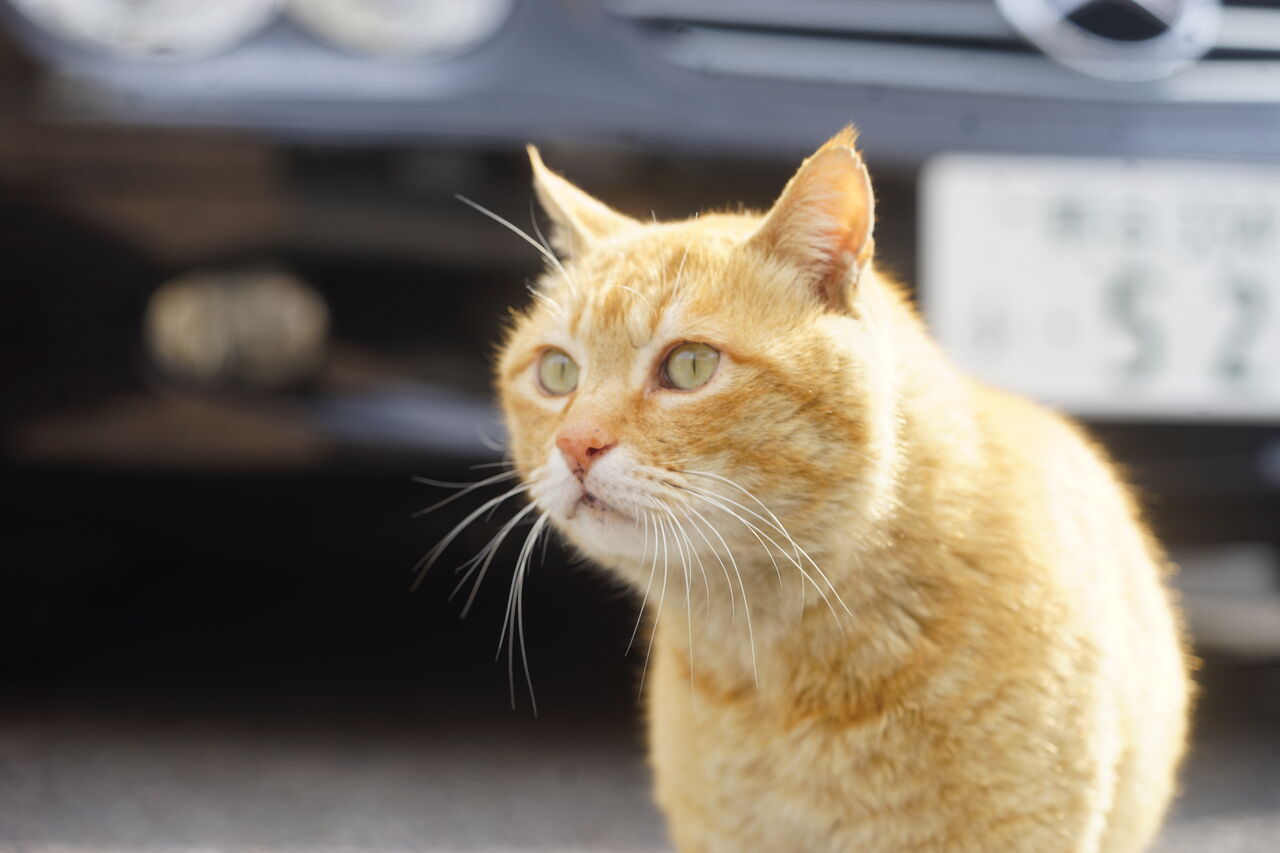 元ボス猫の現役時代 20210118 : ねこかます
