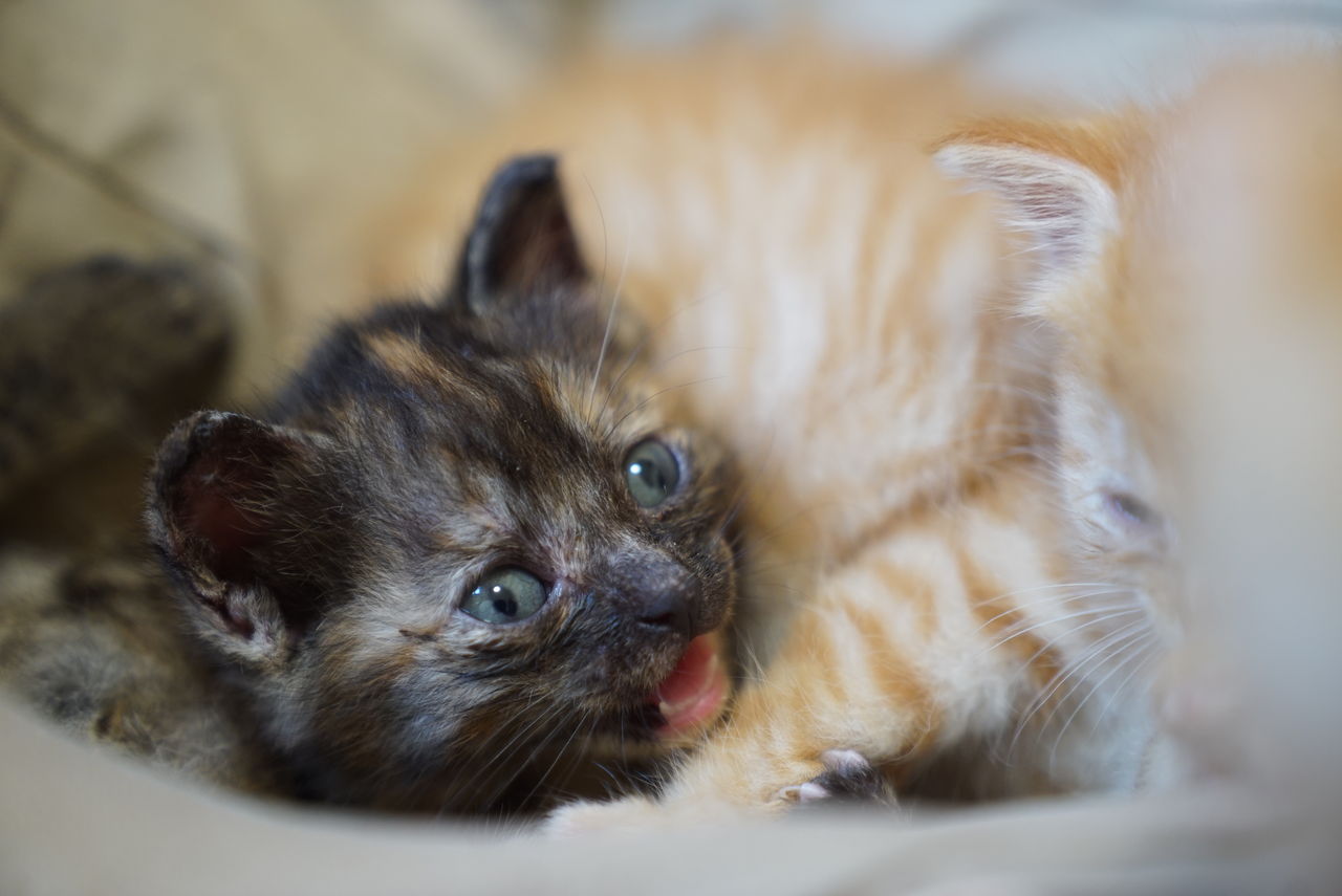 世界猫の日なので ねこかます