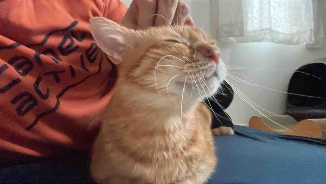 猫に咬まれないようにする 2923 ねこかます