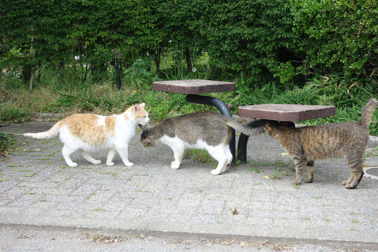 在りし日の猫集会 ねこかます