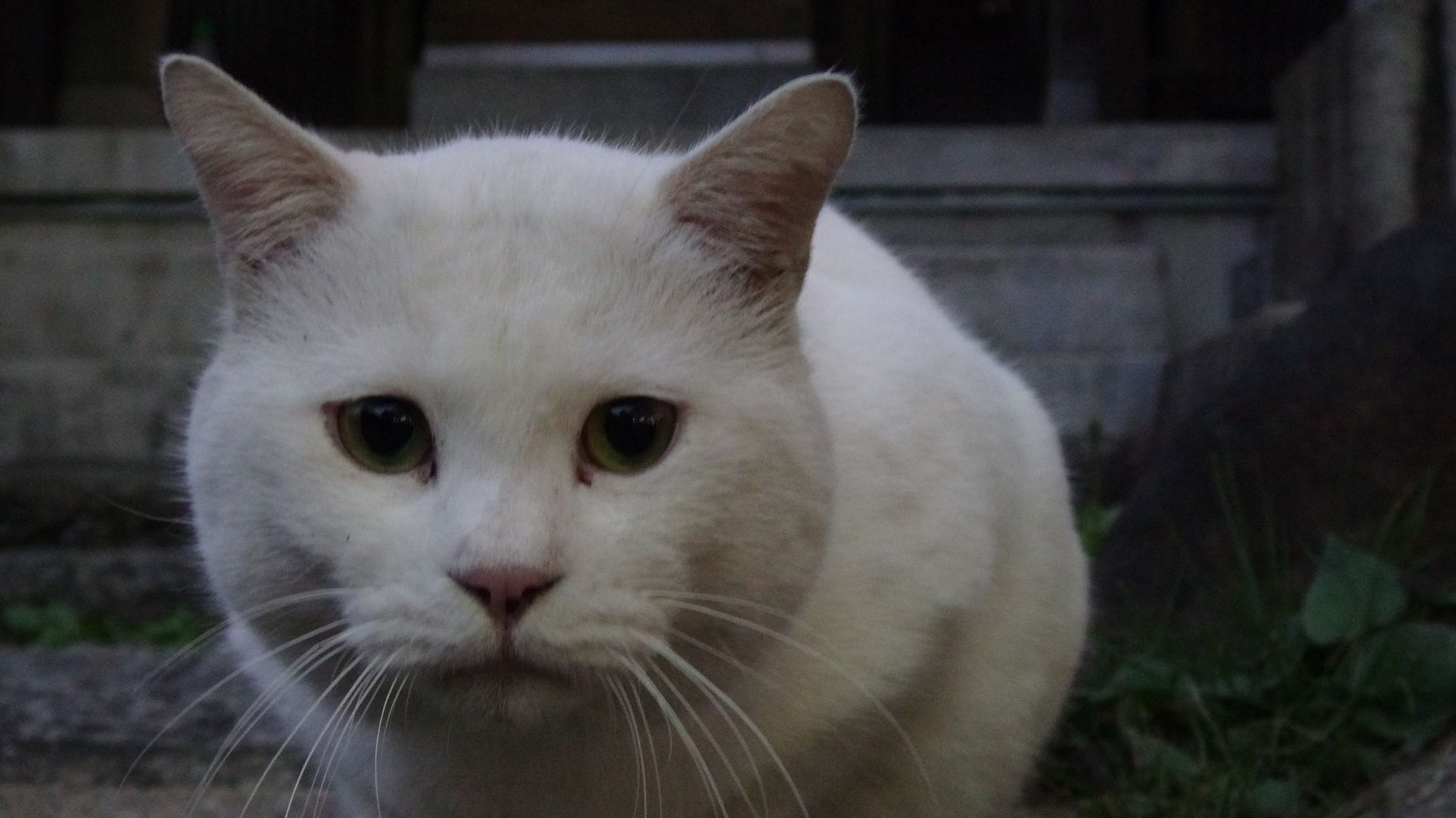 独断と偏見による猫の毛色性格診断其の弐 ねこかます
