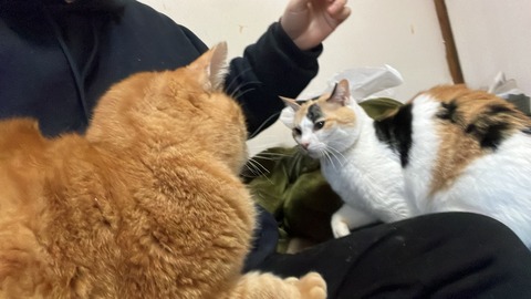 写真 2024-03-24 16 31 32