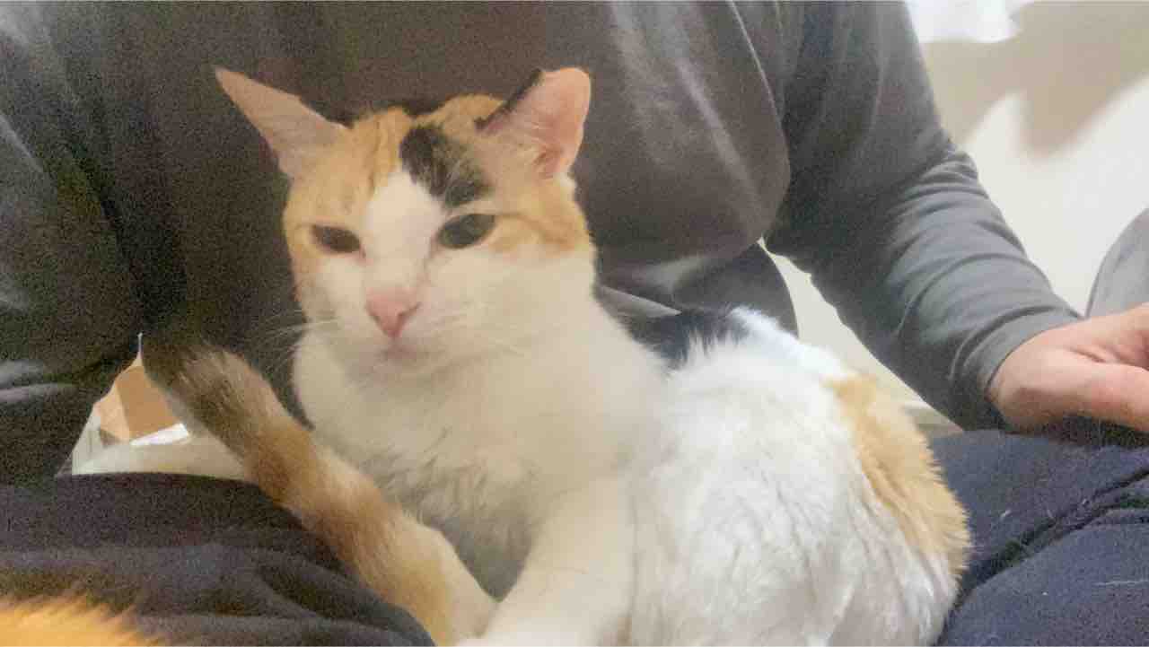 我が家でもっとも強い猫 ねこかます
