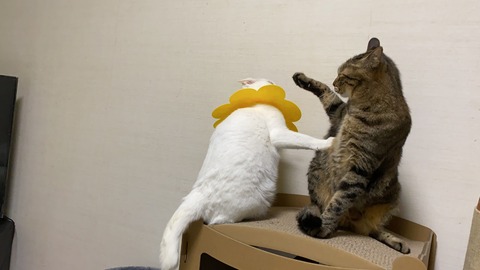 写真 2020-10-24 0 15 19