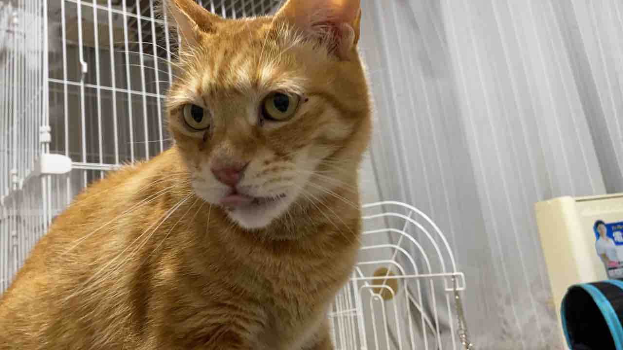 フレーメン反応の芸術点 26 ねこかます