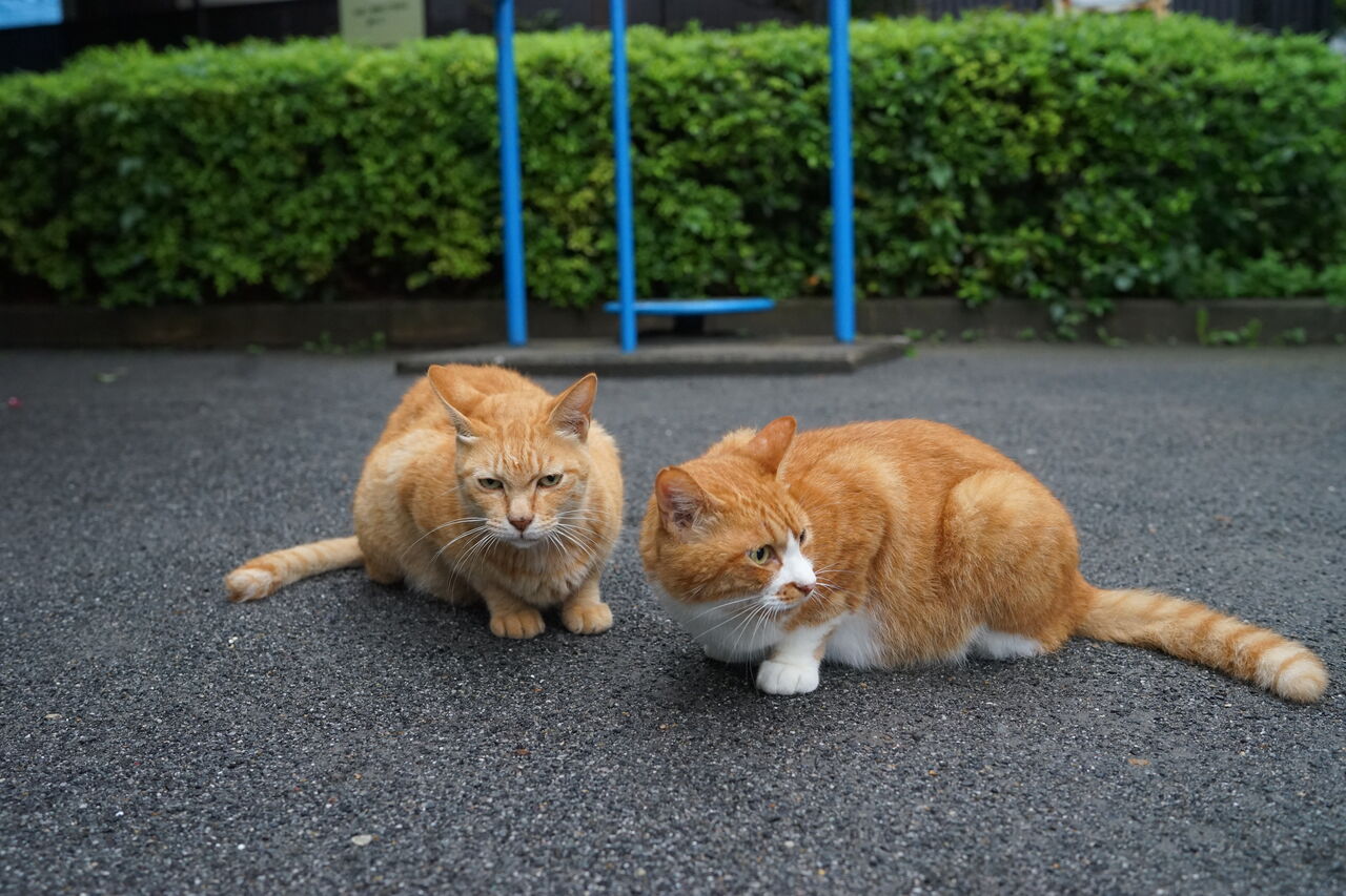 写真を撮られたい野良猫 20260406 : ねこかます