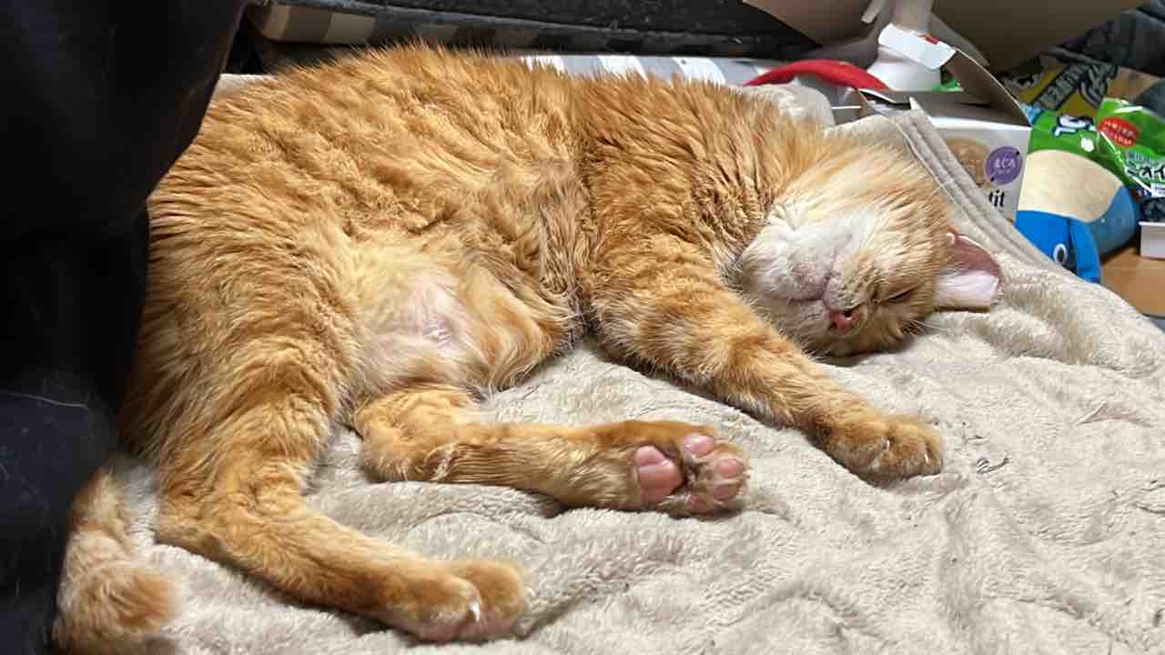一緒に寝る事こそ最高のケア 2803 ねこかます